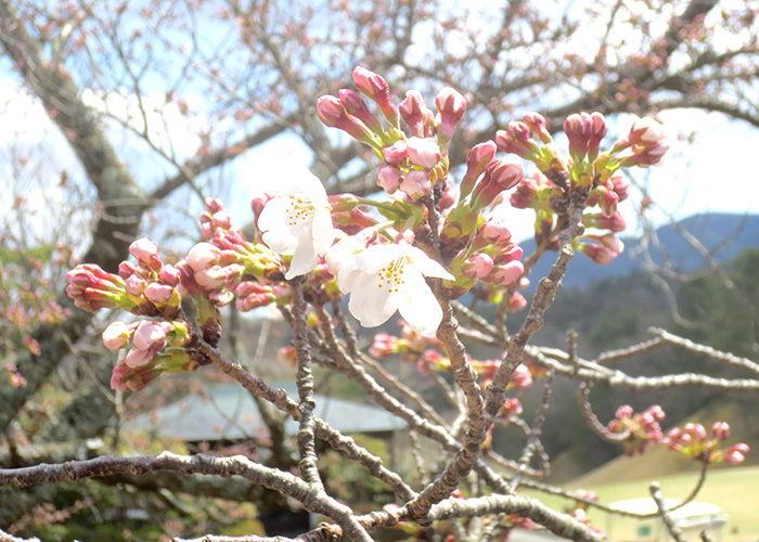 桜の開花情報