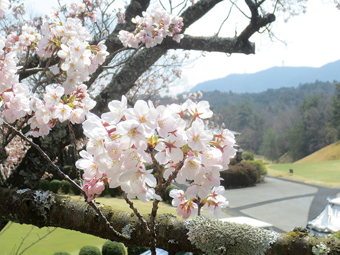 桜の開花情報