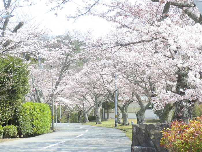 桜の開花情報