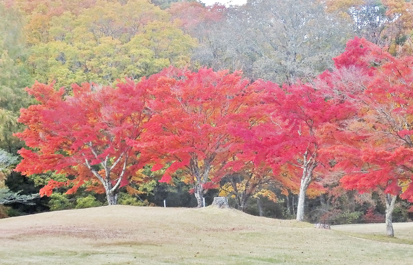 もみじ