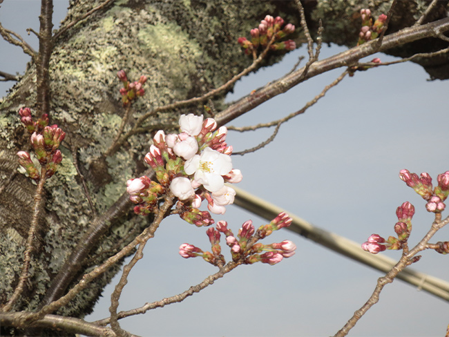 2019sakura