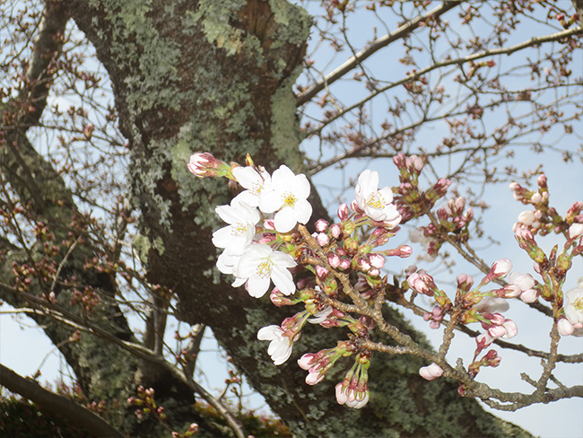 2019sakura