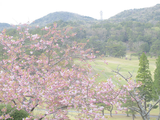 2021八重桜