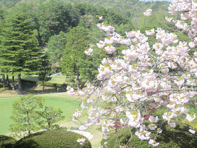 八重桜