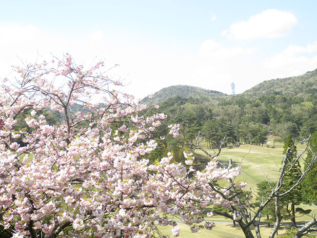 八重桜