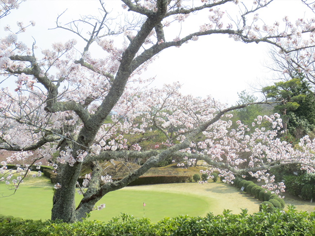 季節の花