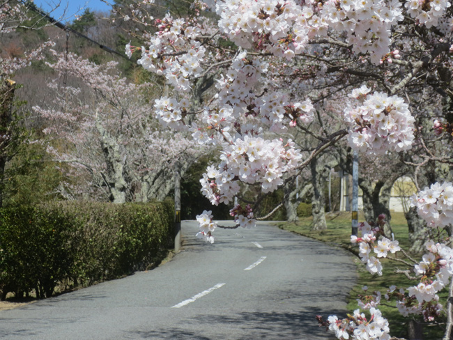 季節の花