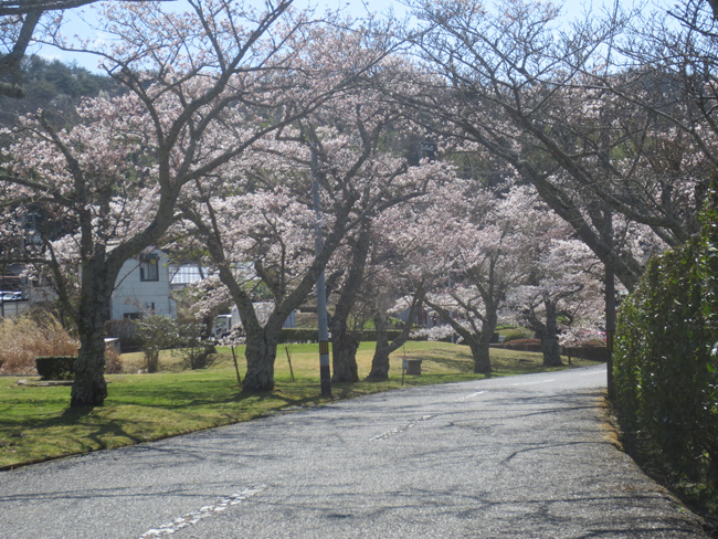 sakura