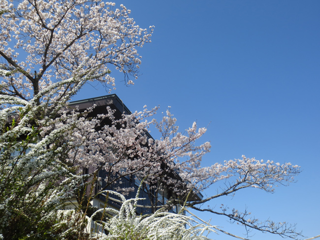 sakura