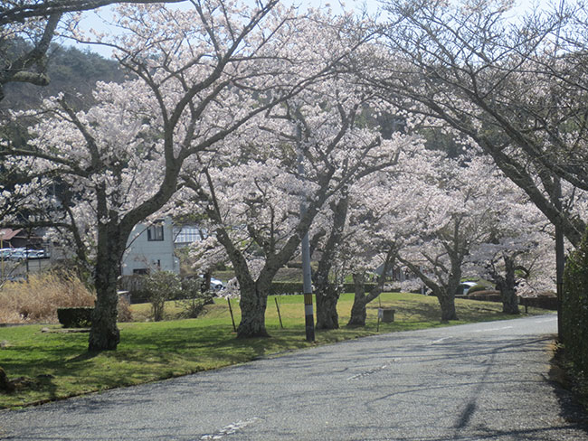 季節の花