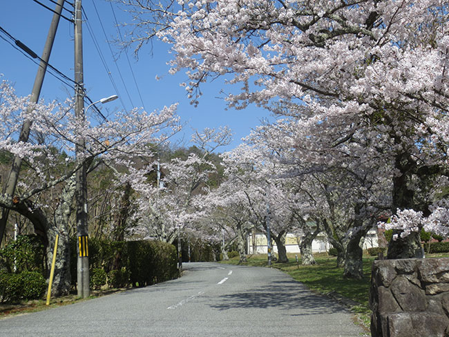 季節の花