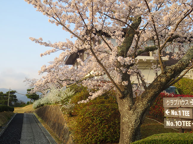 sakura