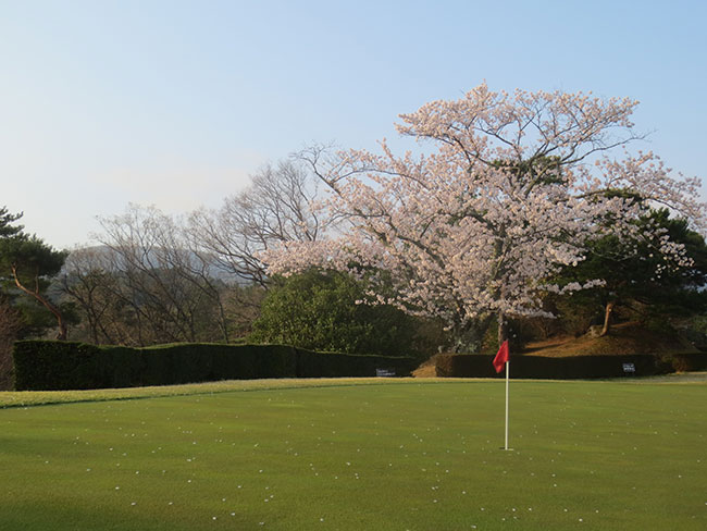 sakura