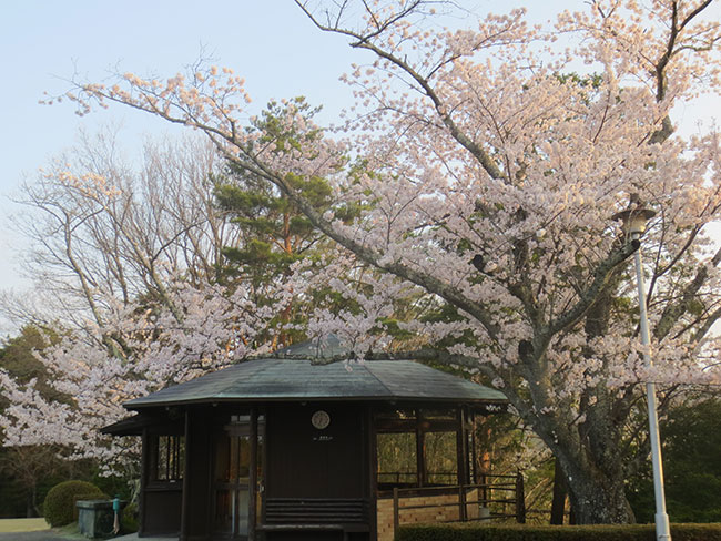 sakura