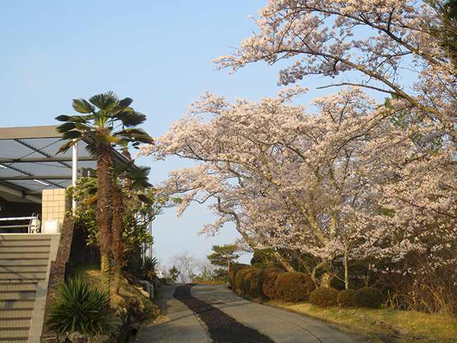 sakura